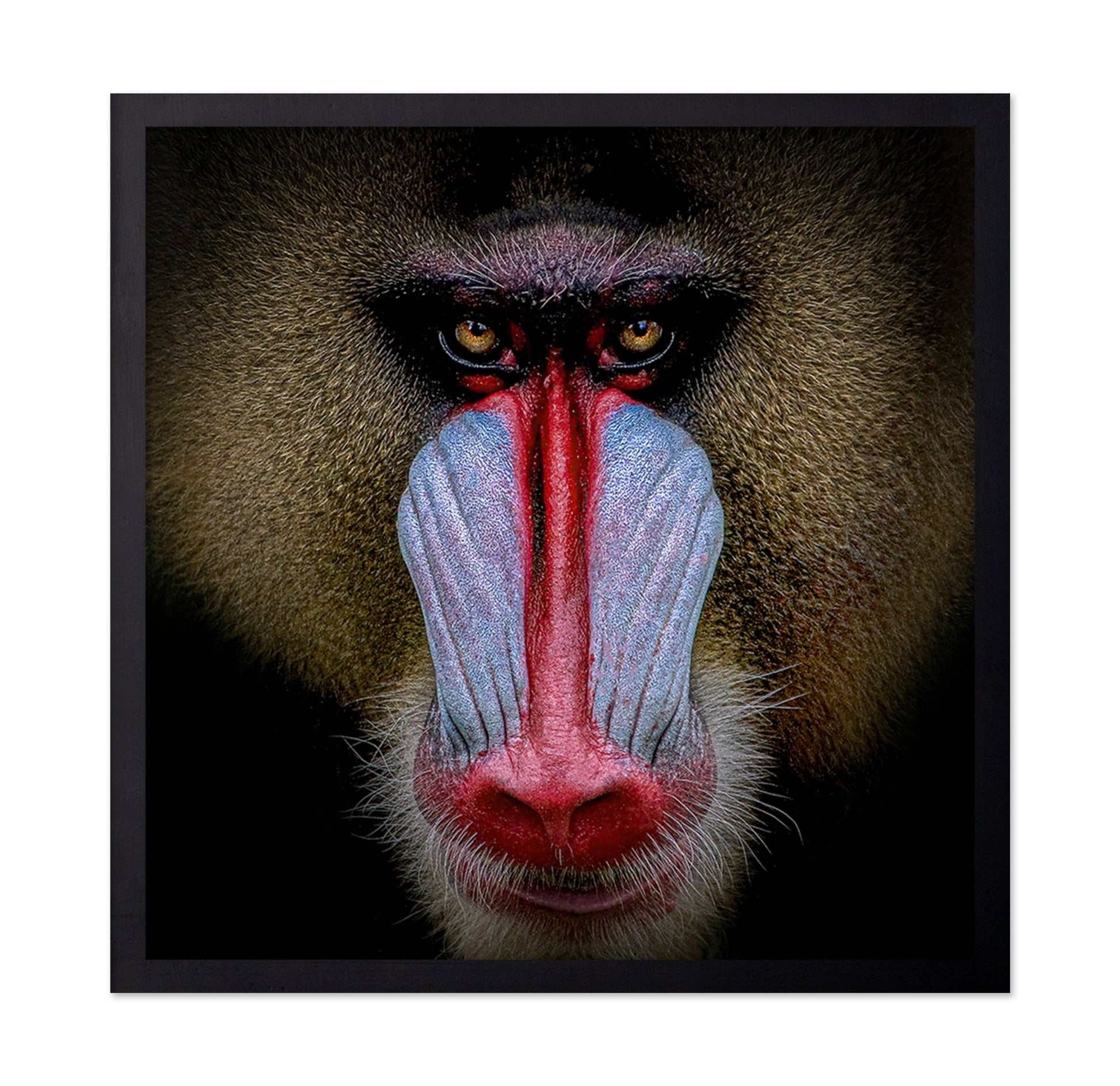 Mandrill Face Closeup