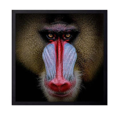 Mandrill Face Closeup