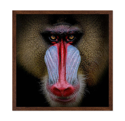 Mandrill Face Closeup