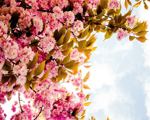 Pink Blossom Sky