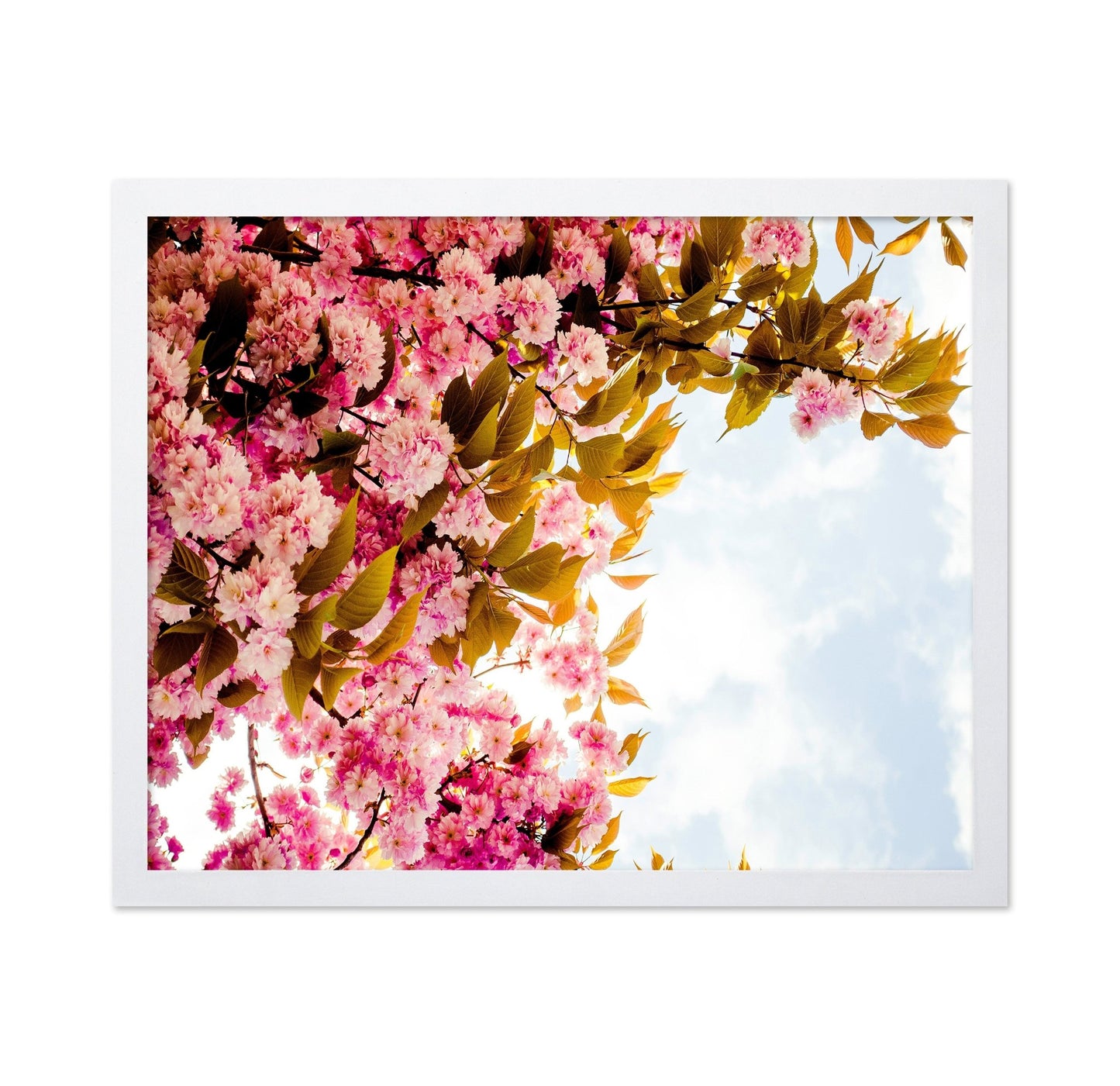 Pink Blossom Sky