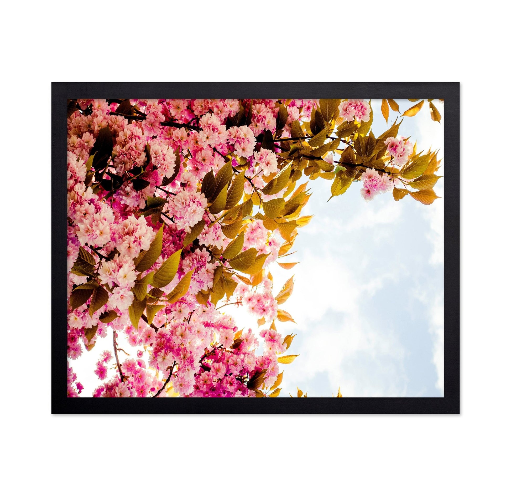 Pink Blossom Sky