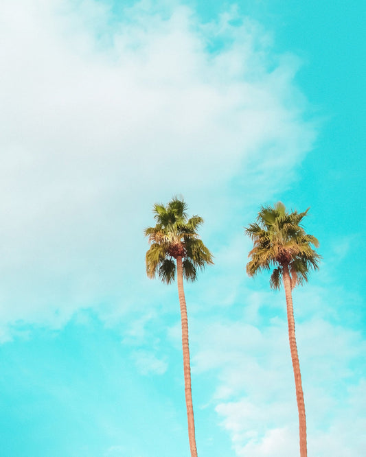 Twin Palm Trees