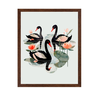 Black Swans Lotus