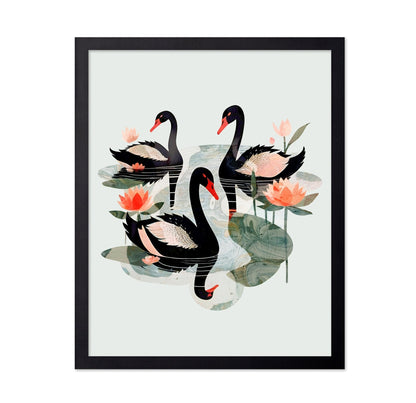 Black Swans Lotus
