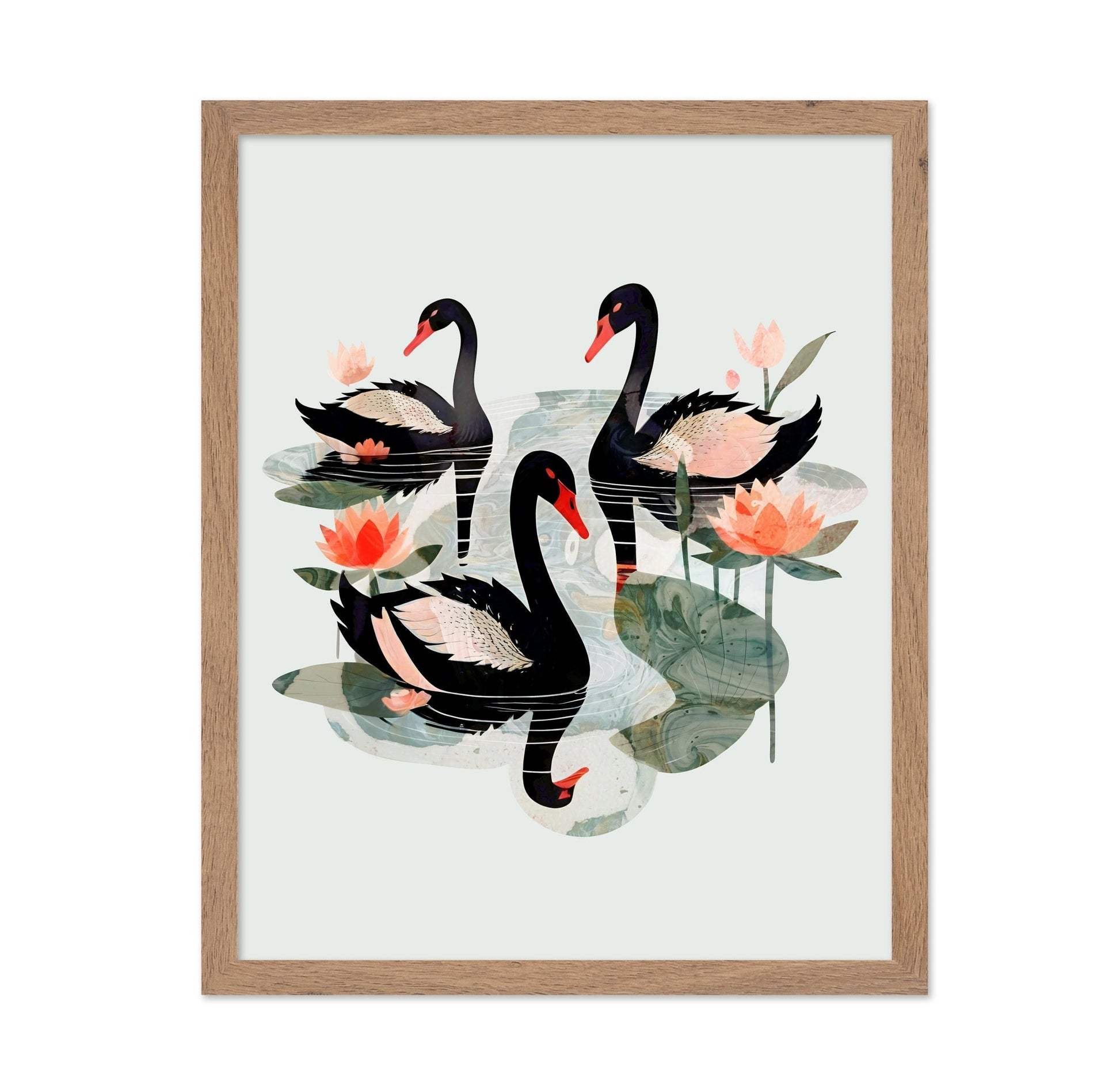 Black Swans Lotus