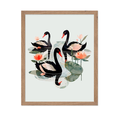 Black Swans Lotus
