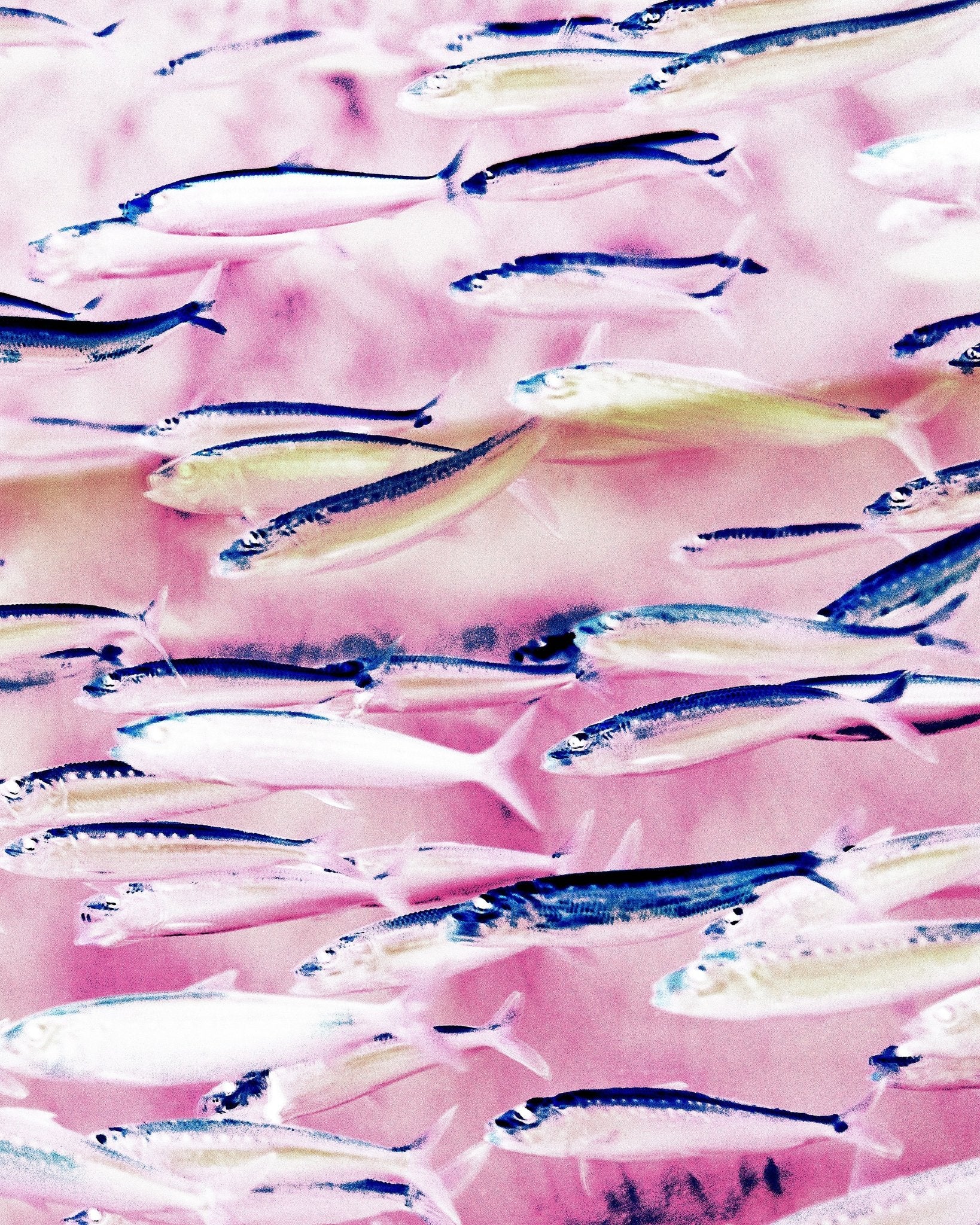 Pink Ocean Fish School