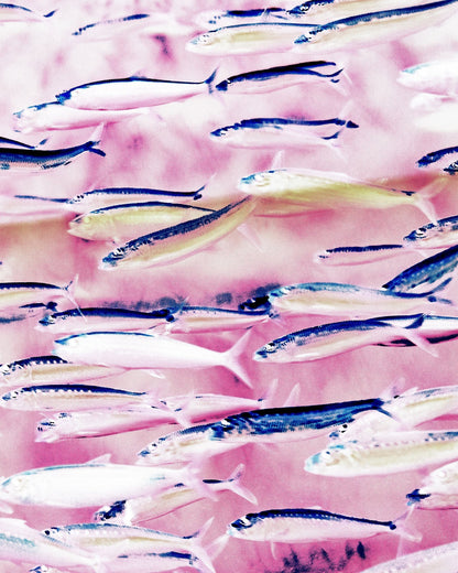 Pink Ocean Fish School