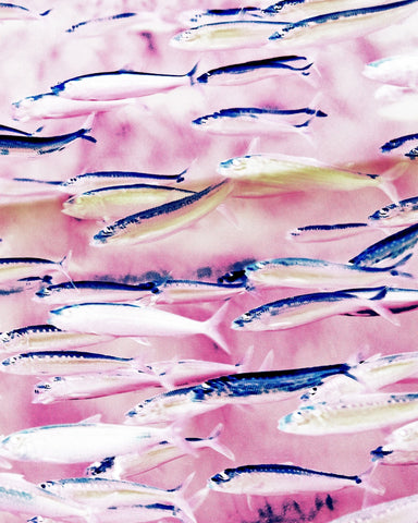 Pink Ocean Fish School