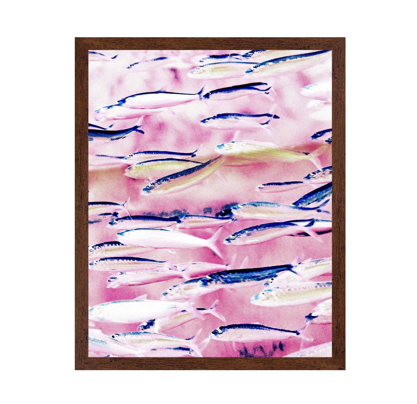 Pink Ocean Fish School