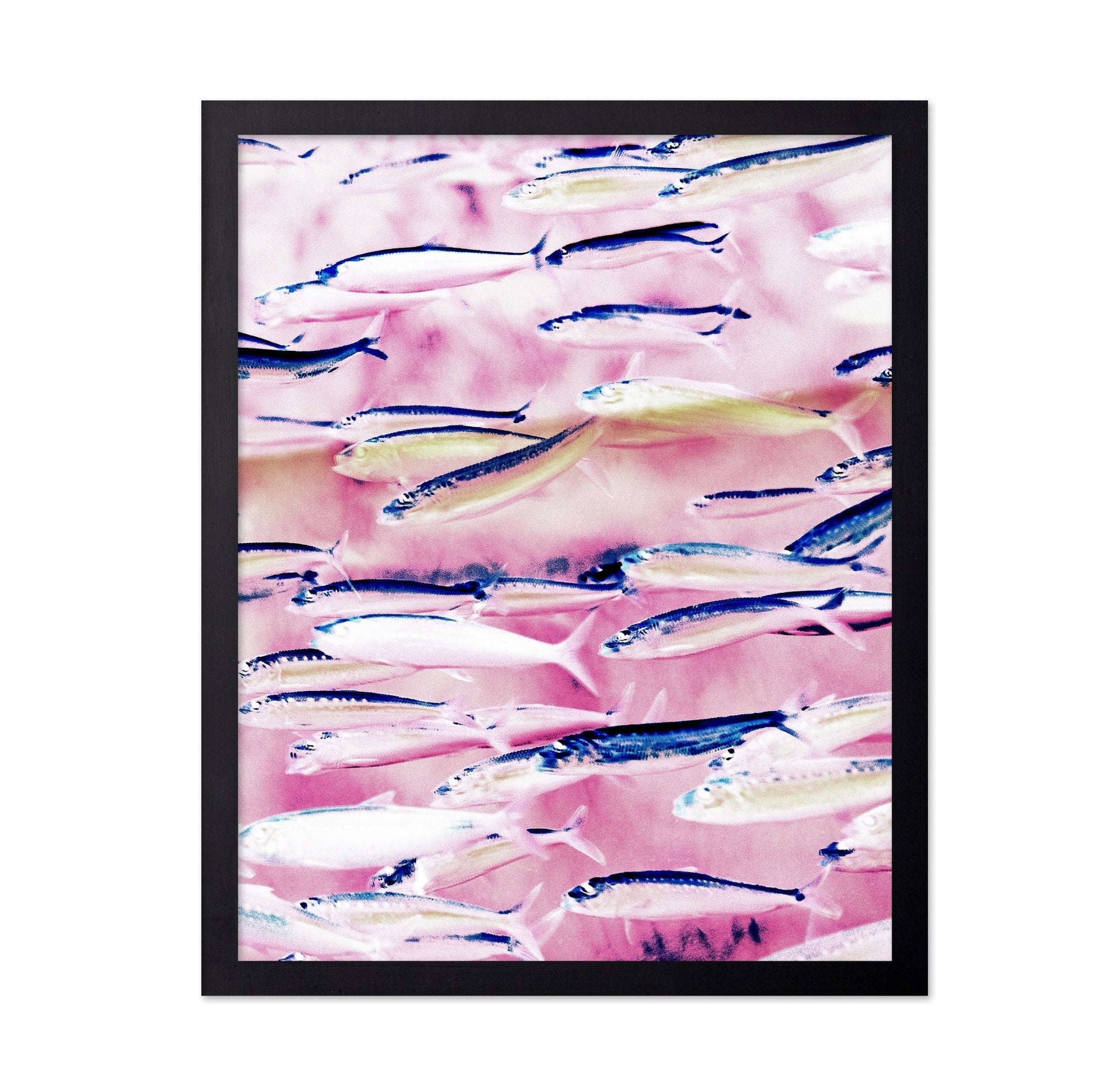 Pink Ocean Fish School
