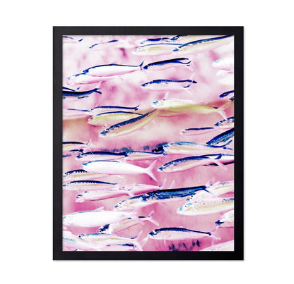 Pink Ocean Fish School