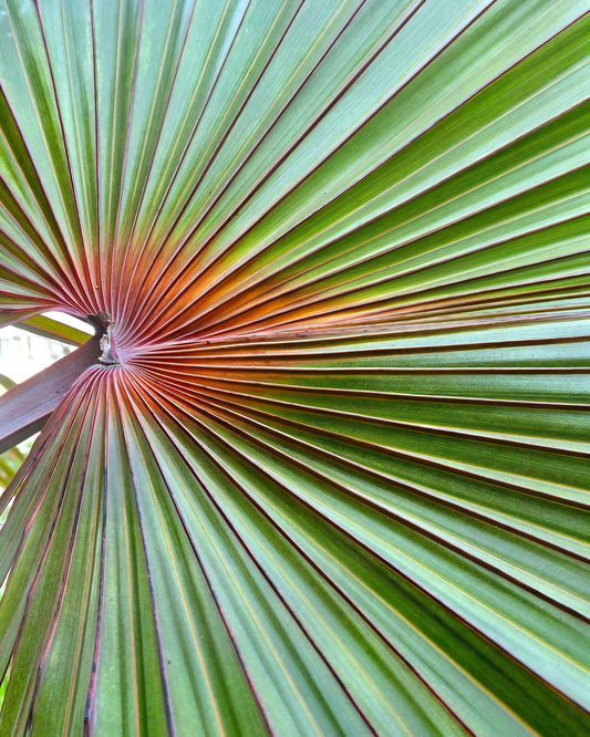Palm Leaf Closeup