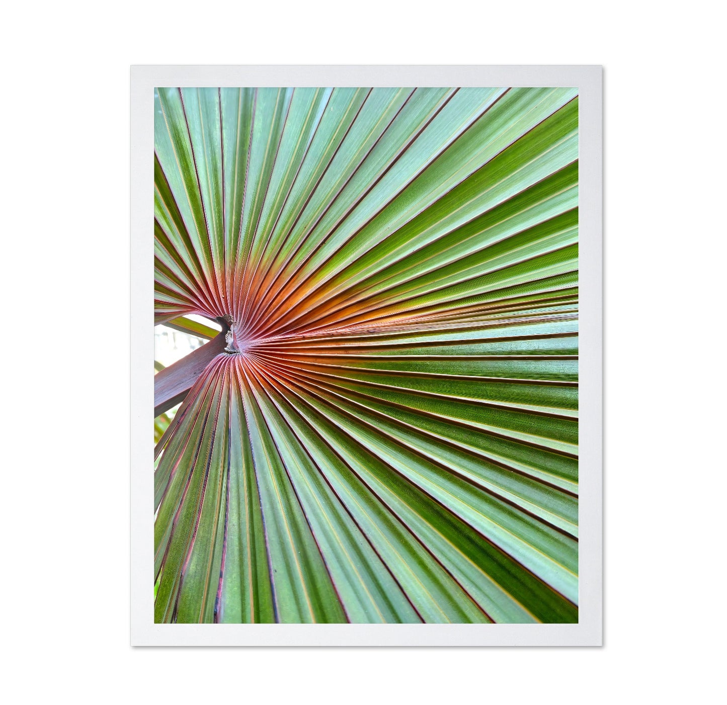 Palm Leaf Closeup
