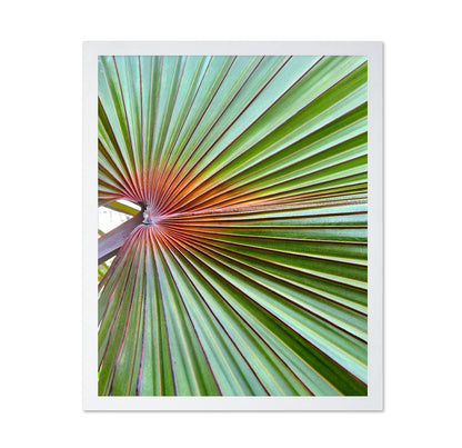 Palm Leaf Closeup