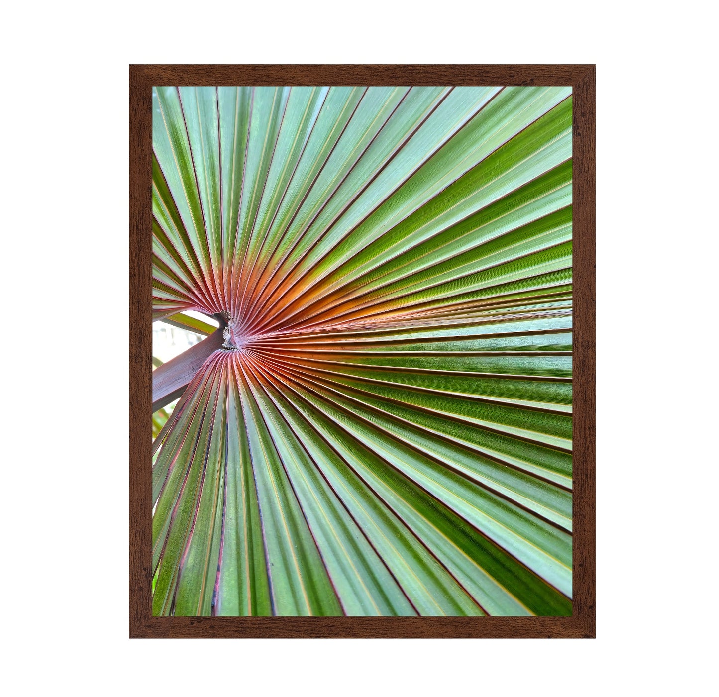 Palm Leaf Closeup