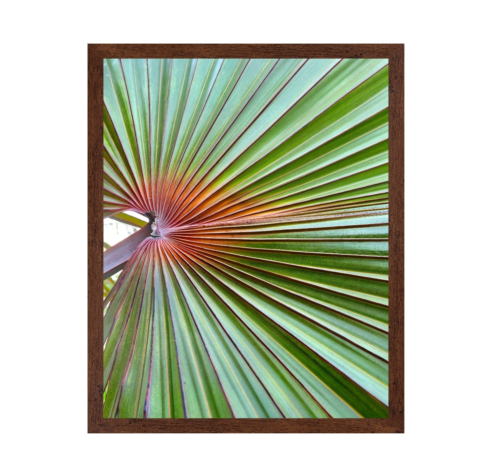 Palm Leaf Closeup
