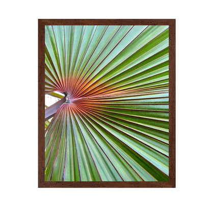 Palm Leaf Closeup