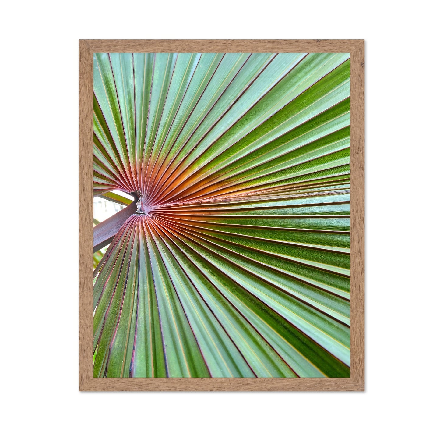 Palm Leaf Closeup