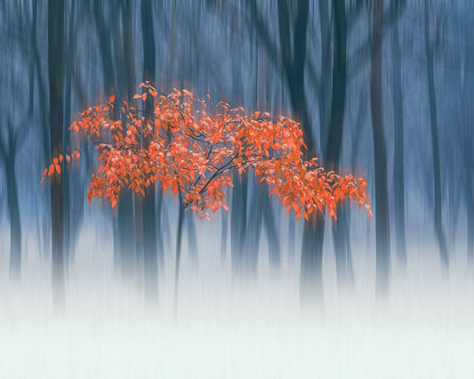 Red Leaves Blur Tree