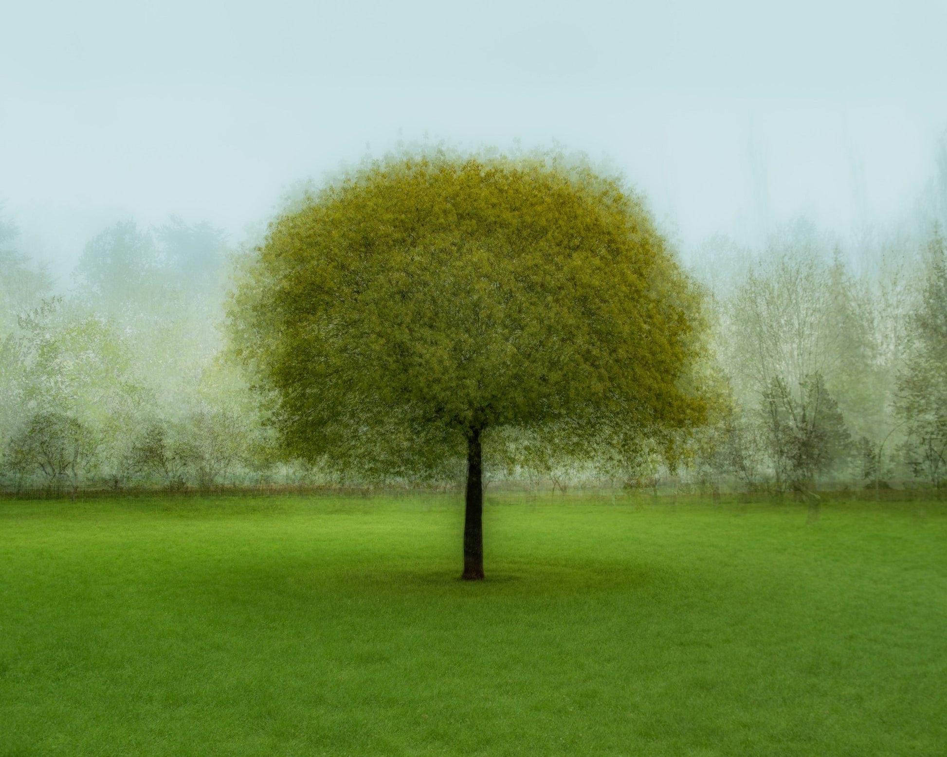 Misty Green Tree