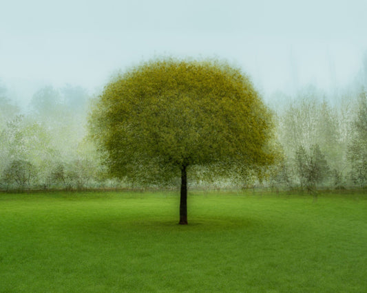 Misty Green Tree