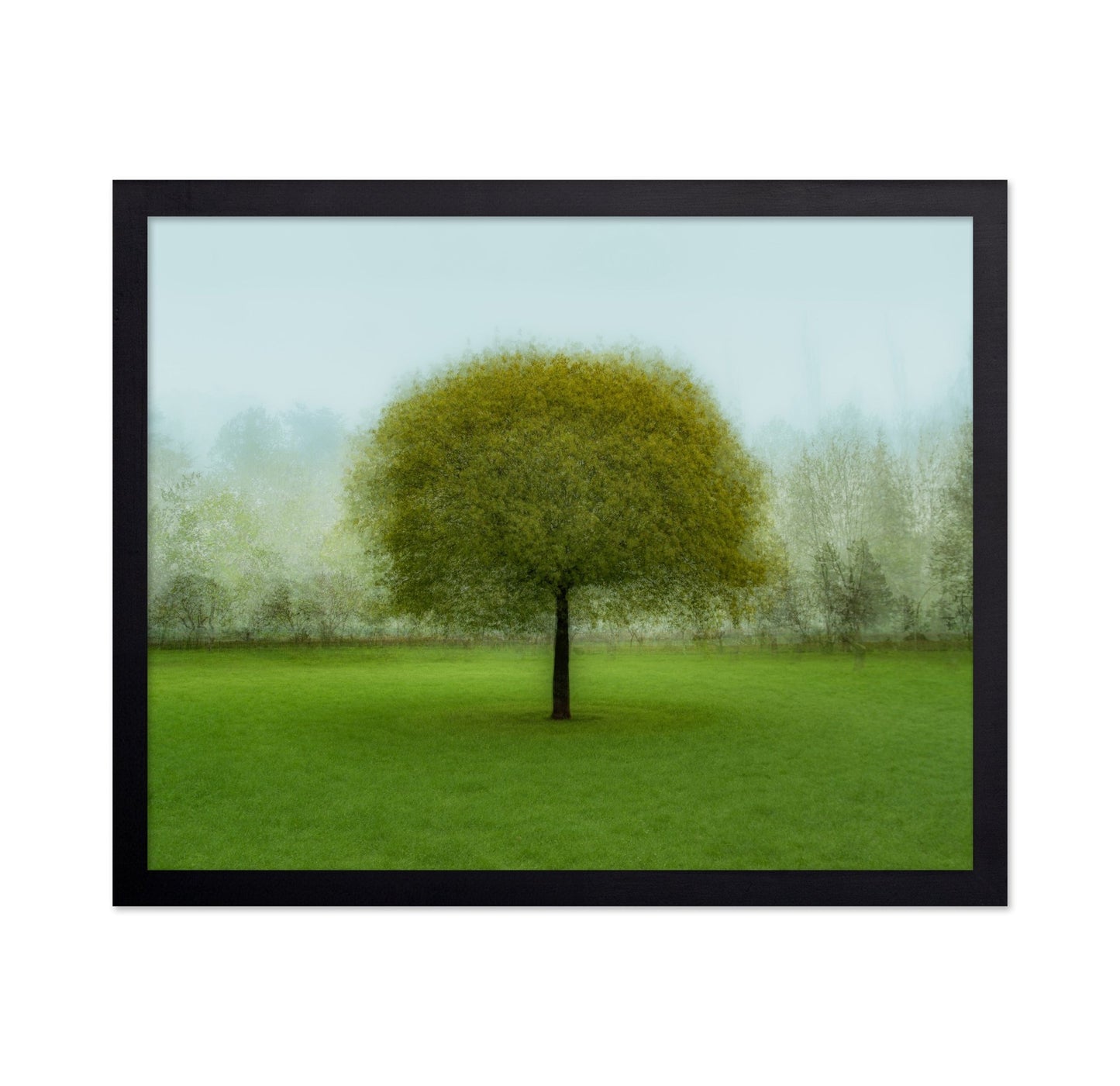 Misty Green Tree