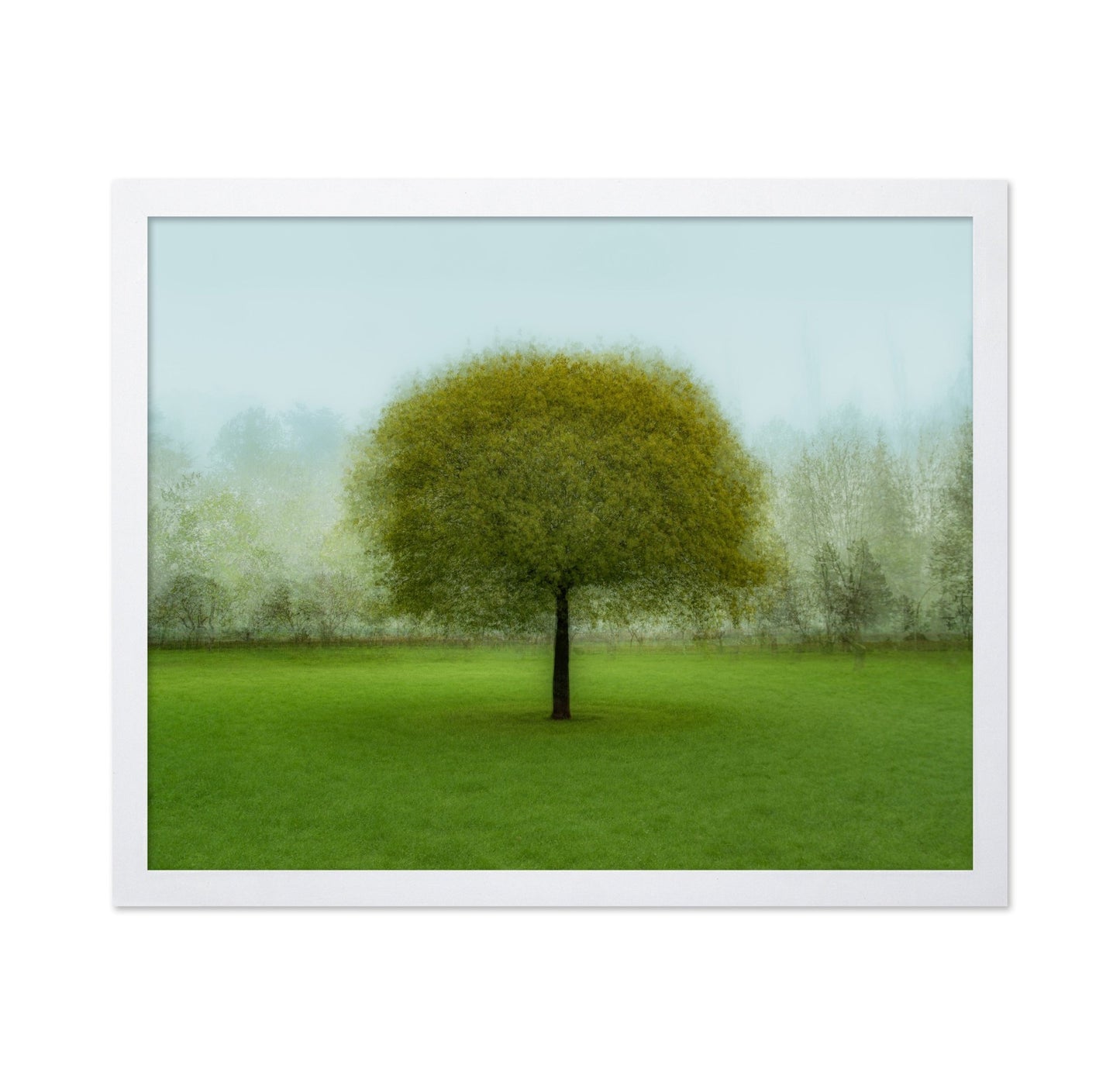 Misty Green Tree