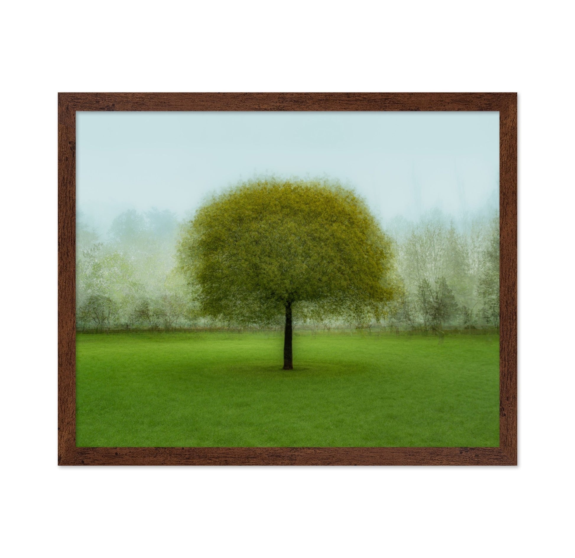 Misty Green Tree