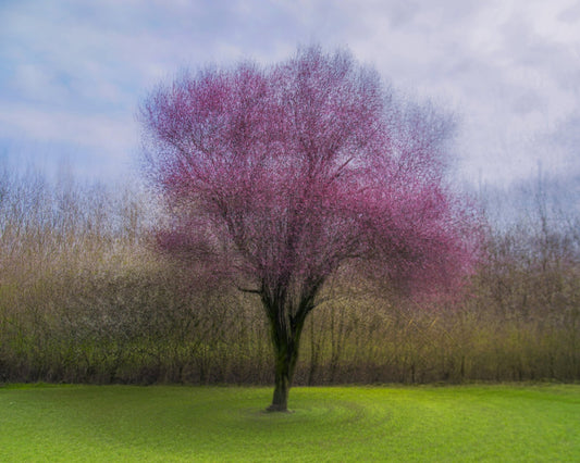Pink Blossom Tree No2
