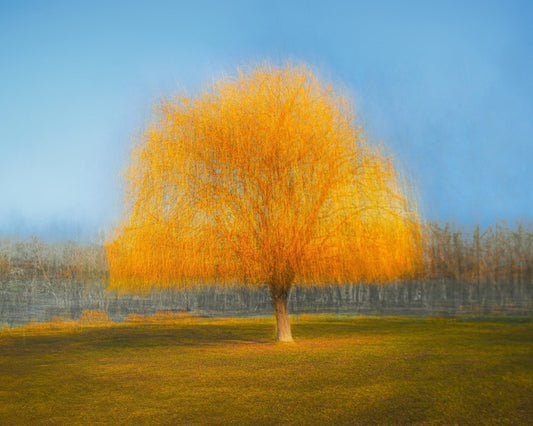 Golden Dream Tree