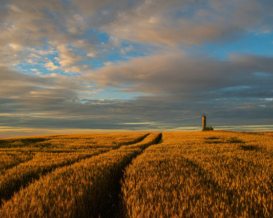 Golden Wheat Horizon