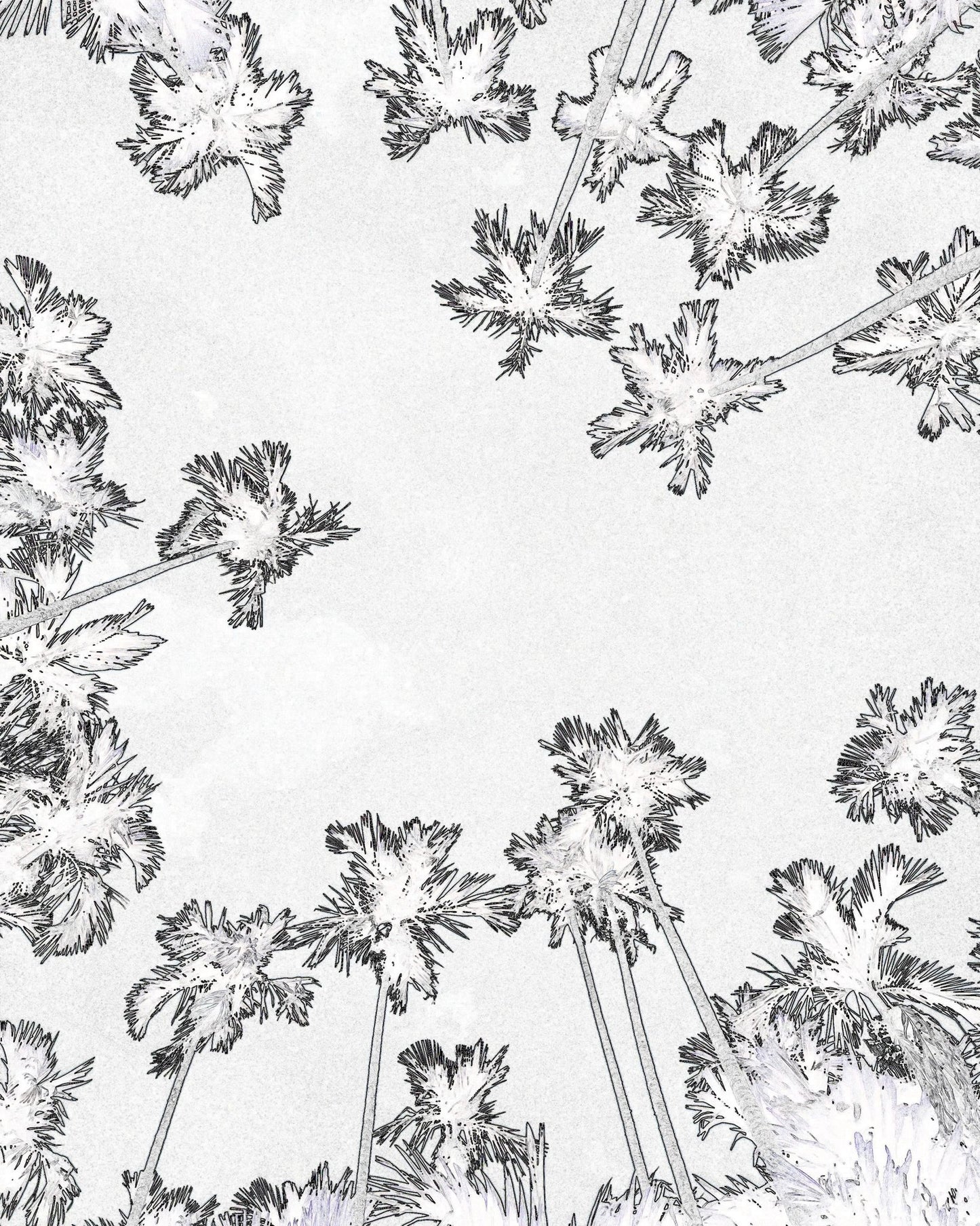 Palm Trees Sky View