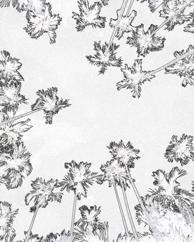 Palm Trees Sky View