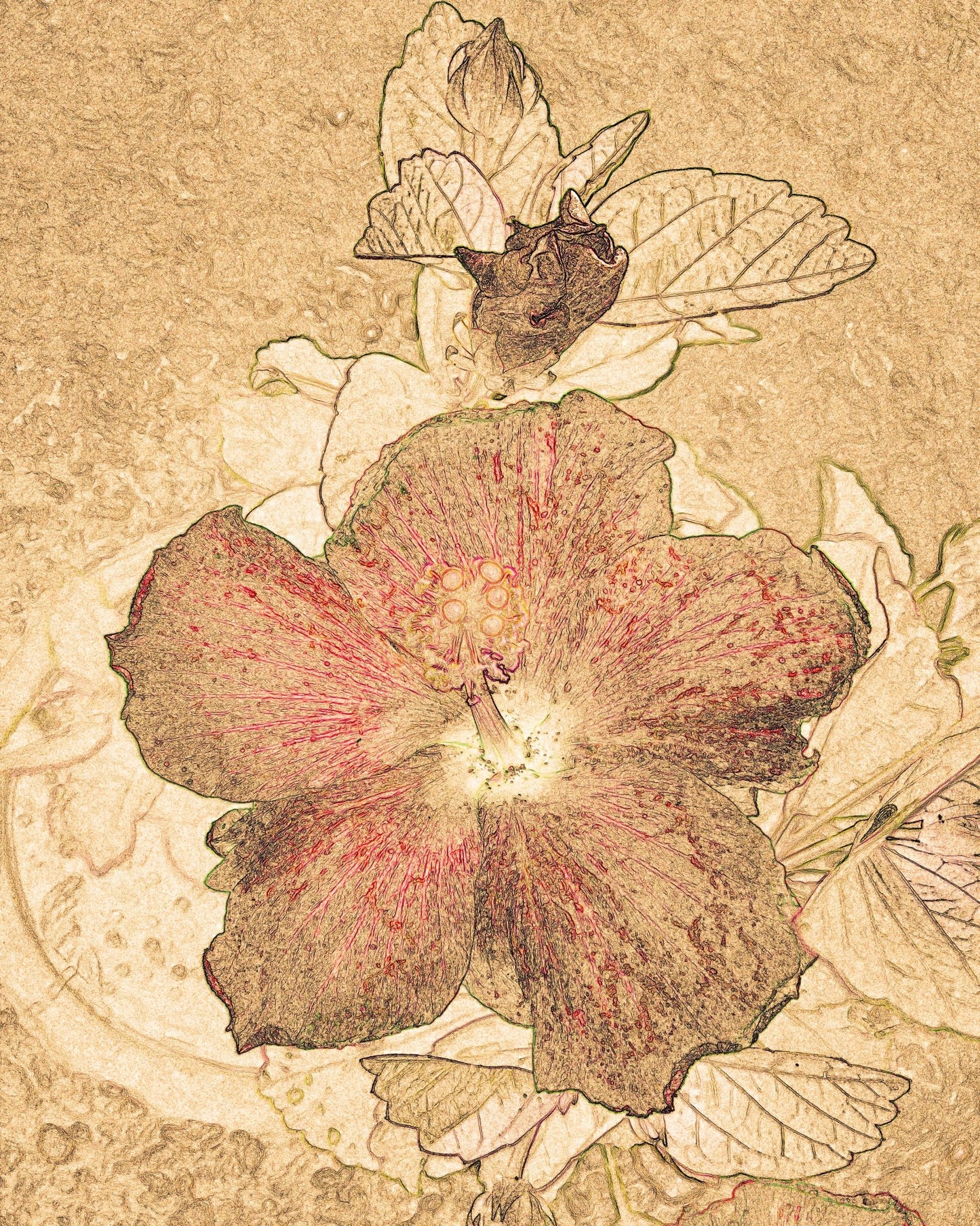 Vintage Floral Sketch No2
