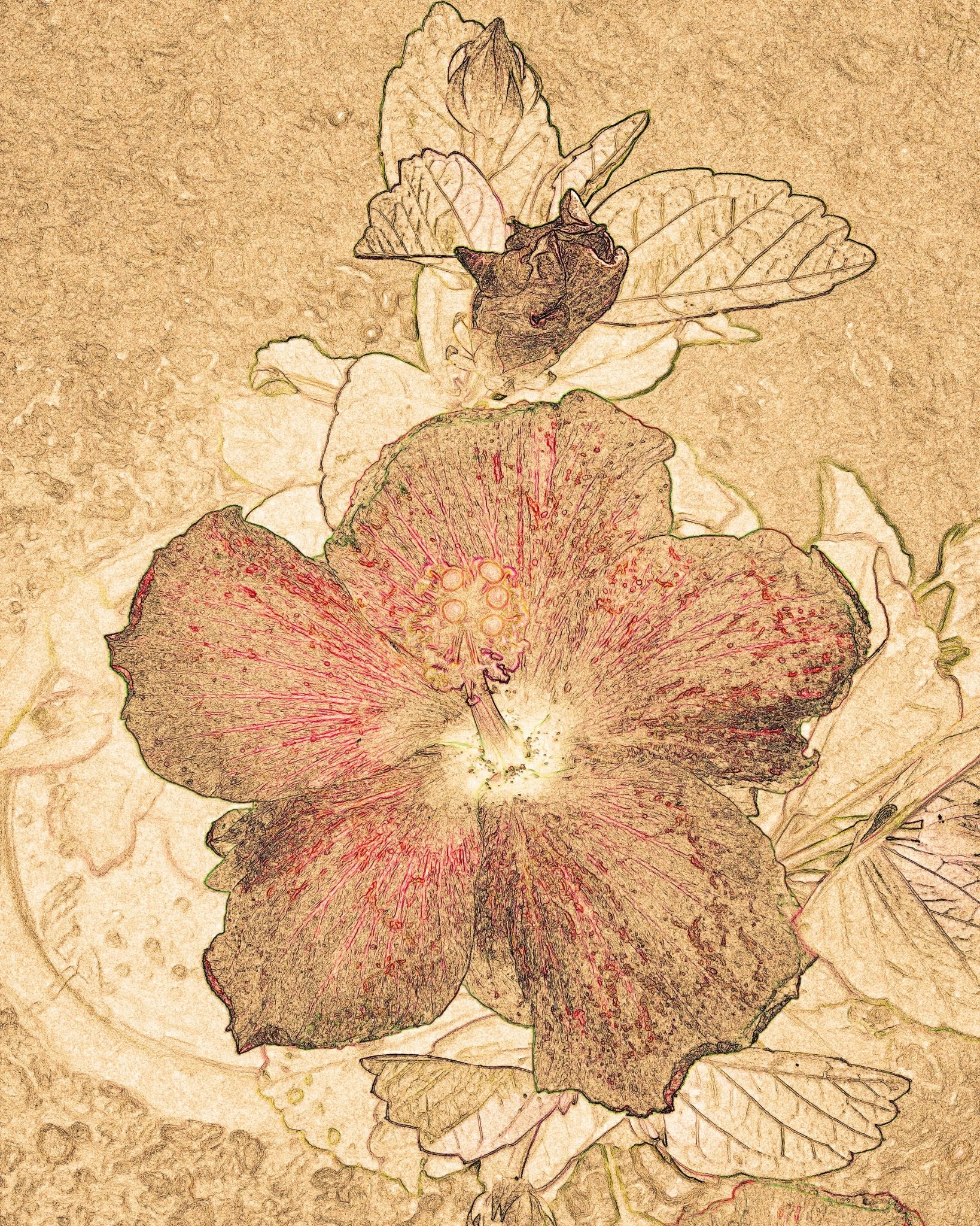 Vintage Floral Sketch No2