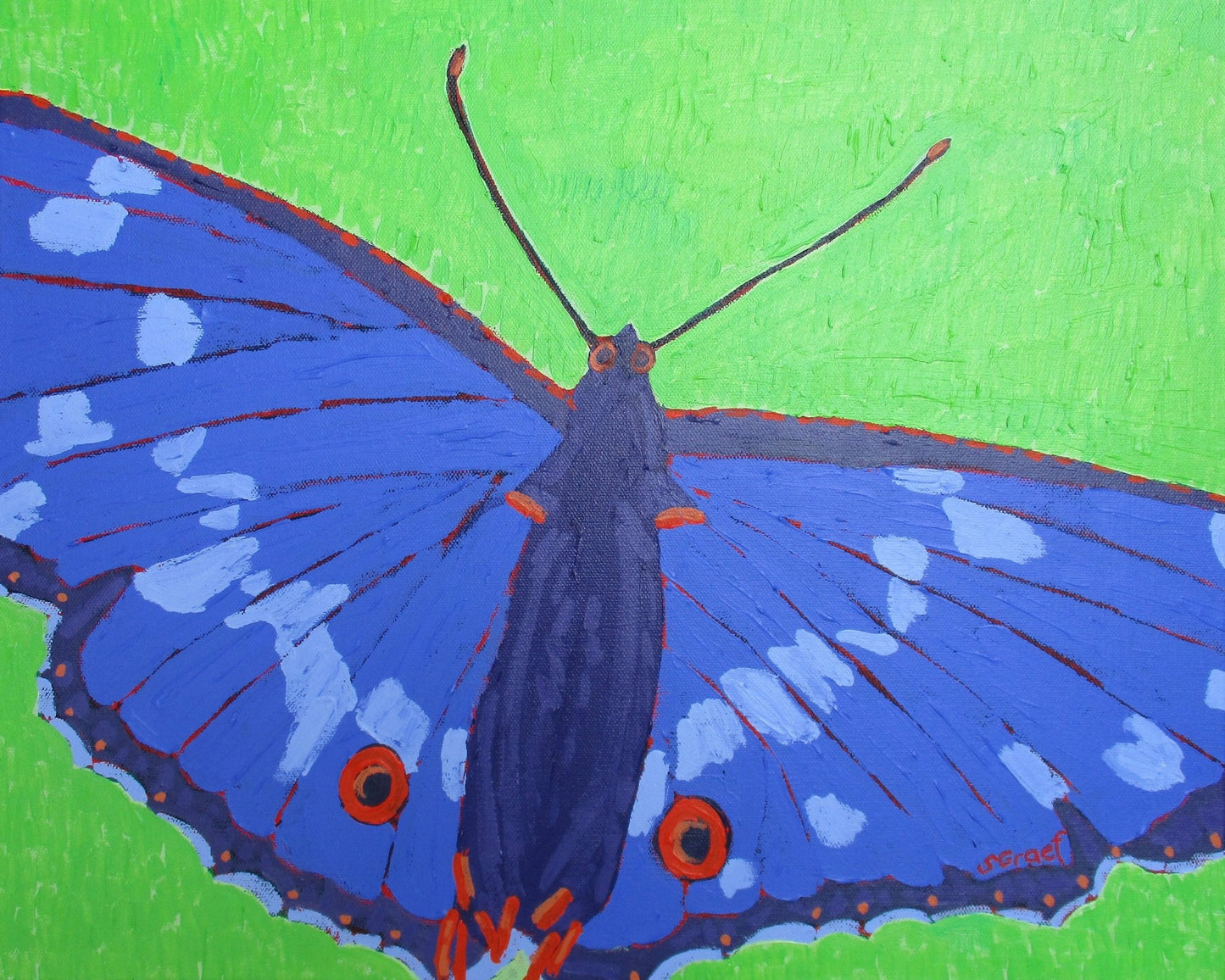 Blue Butterfly Close Up