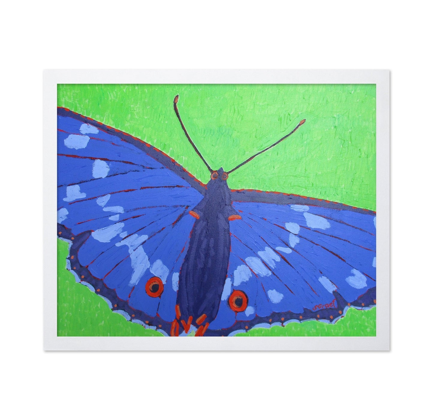 Blue Butterfly Close Up