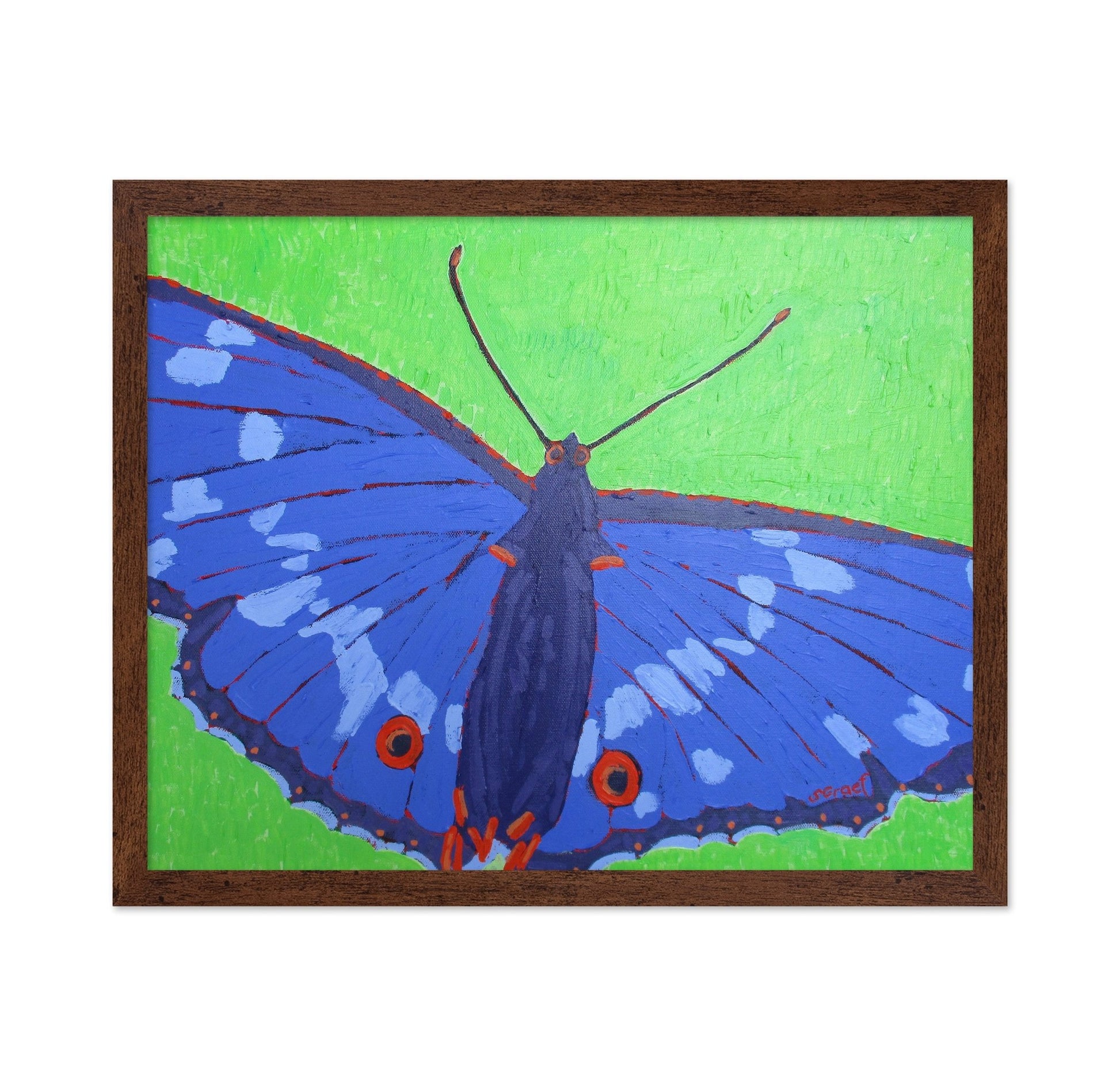 Blue Butterfly Close Up