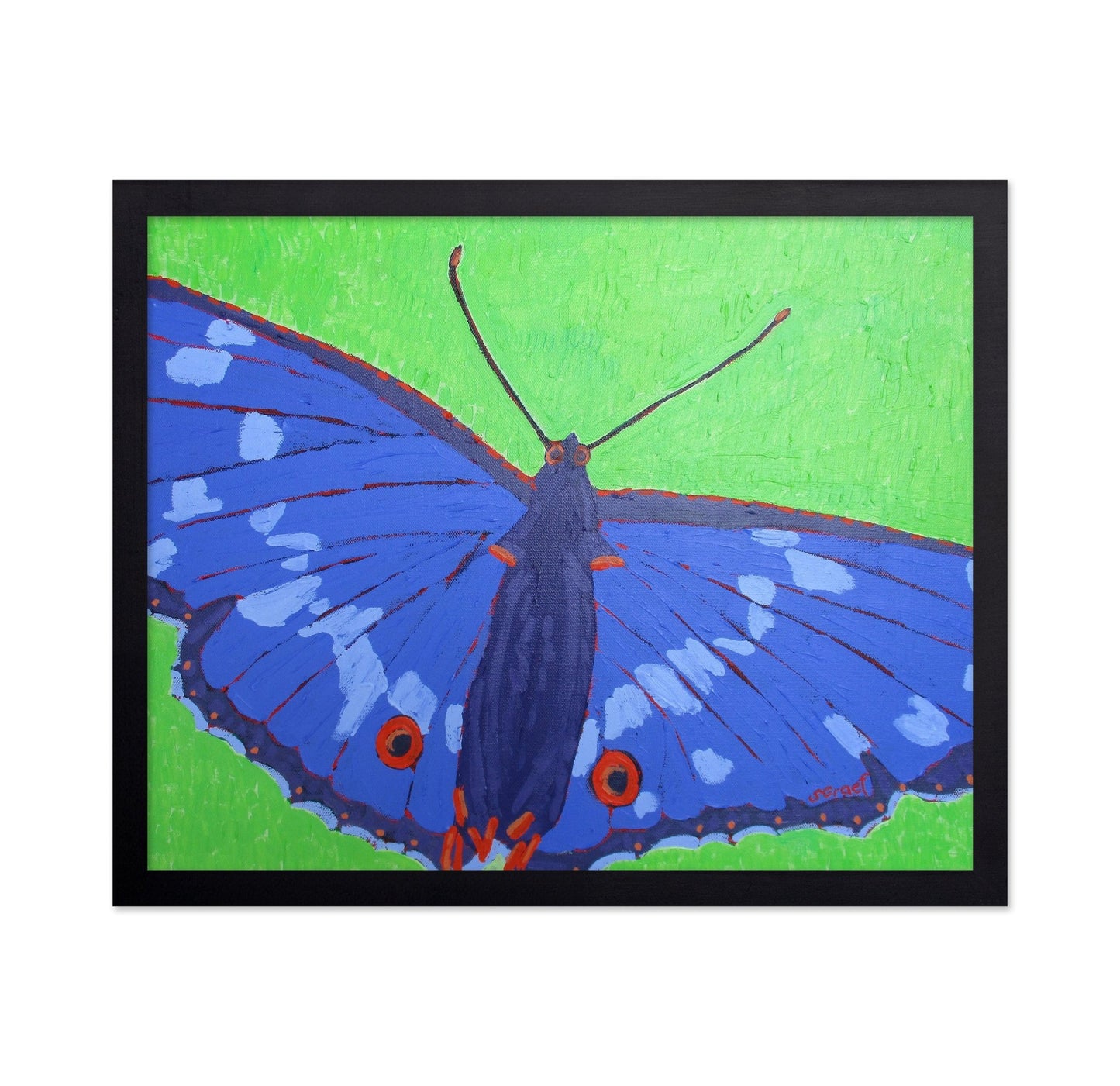 Blue Butterfly Close Up