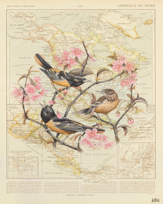 Blossom Birds Map