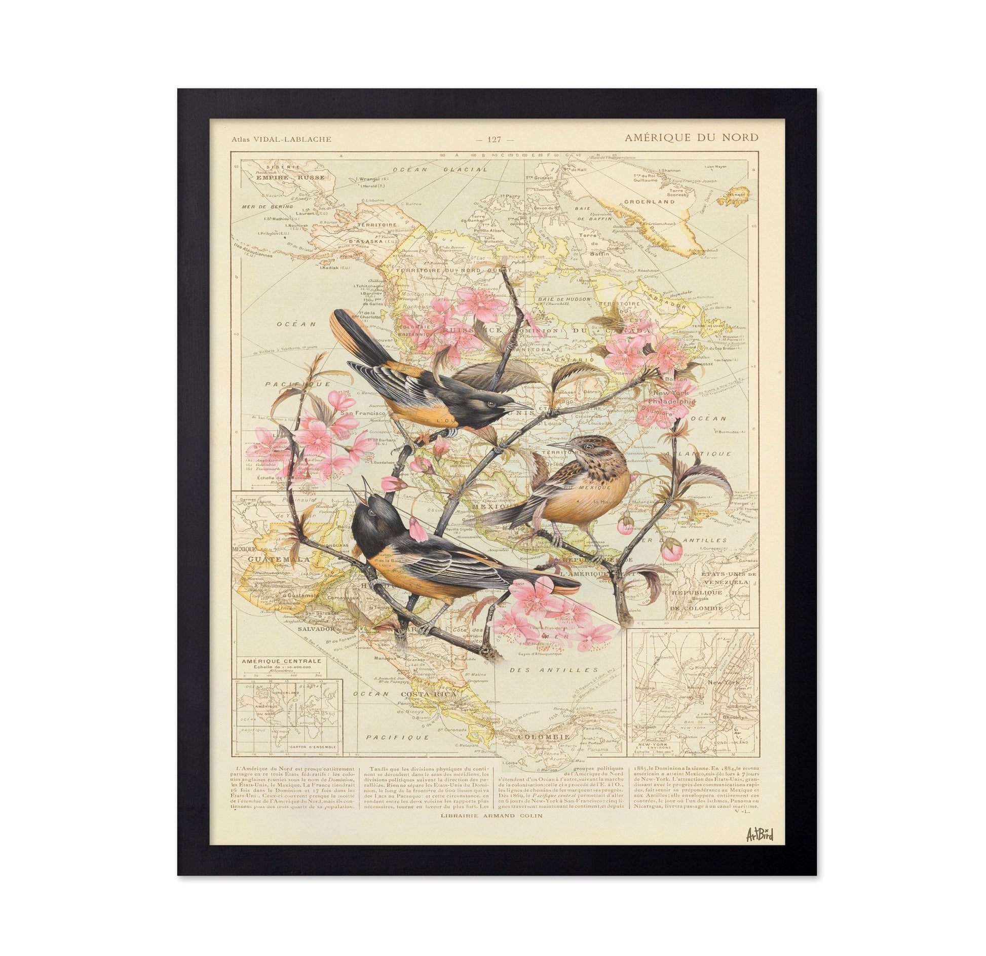 Blossom Birds Map