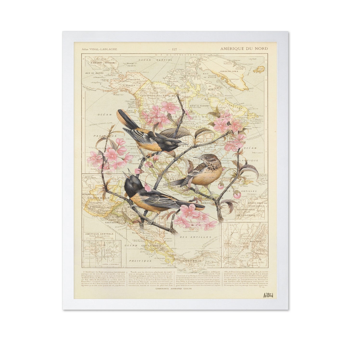 Blossom Birds Map