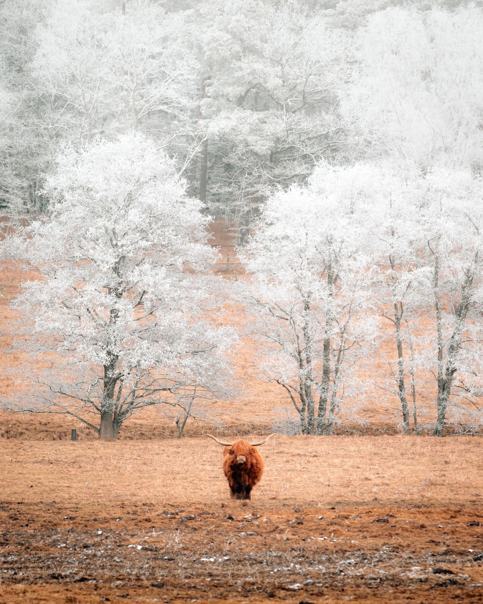 Highland Cow Winter