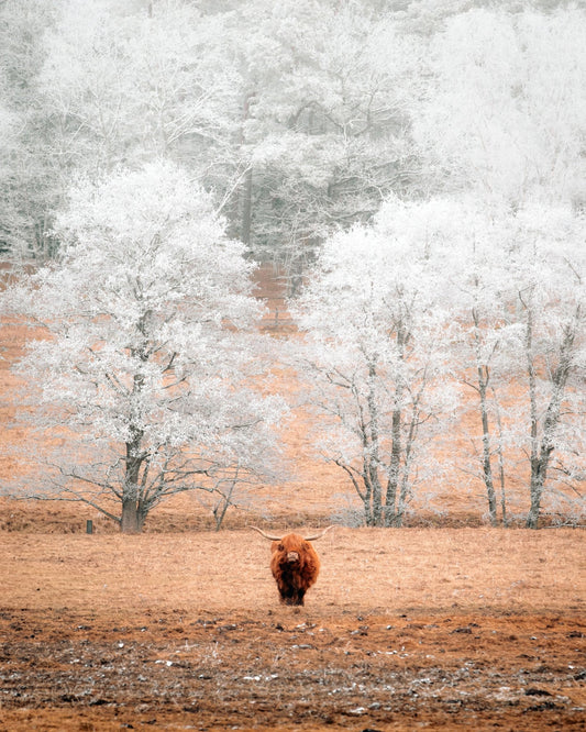 Highland Cow Winter