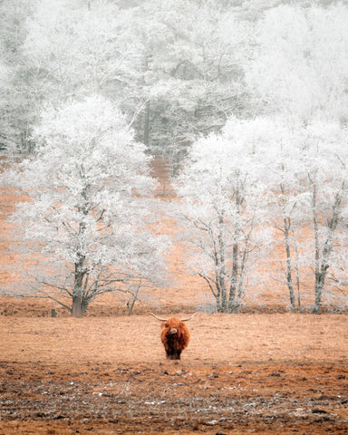 Highland Cow Winter