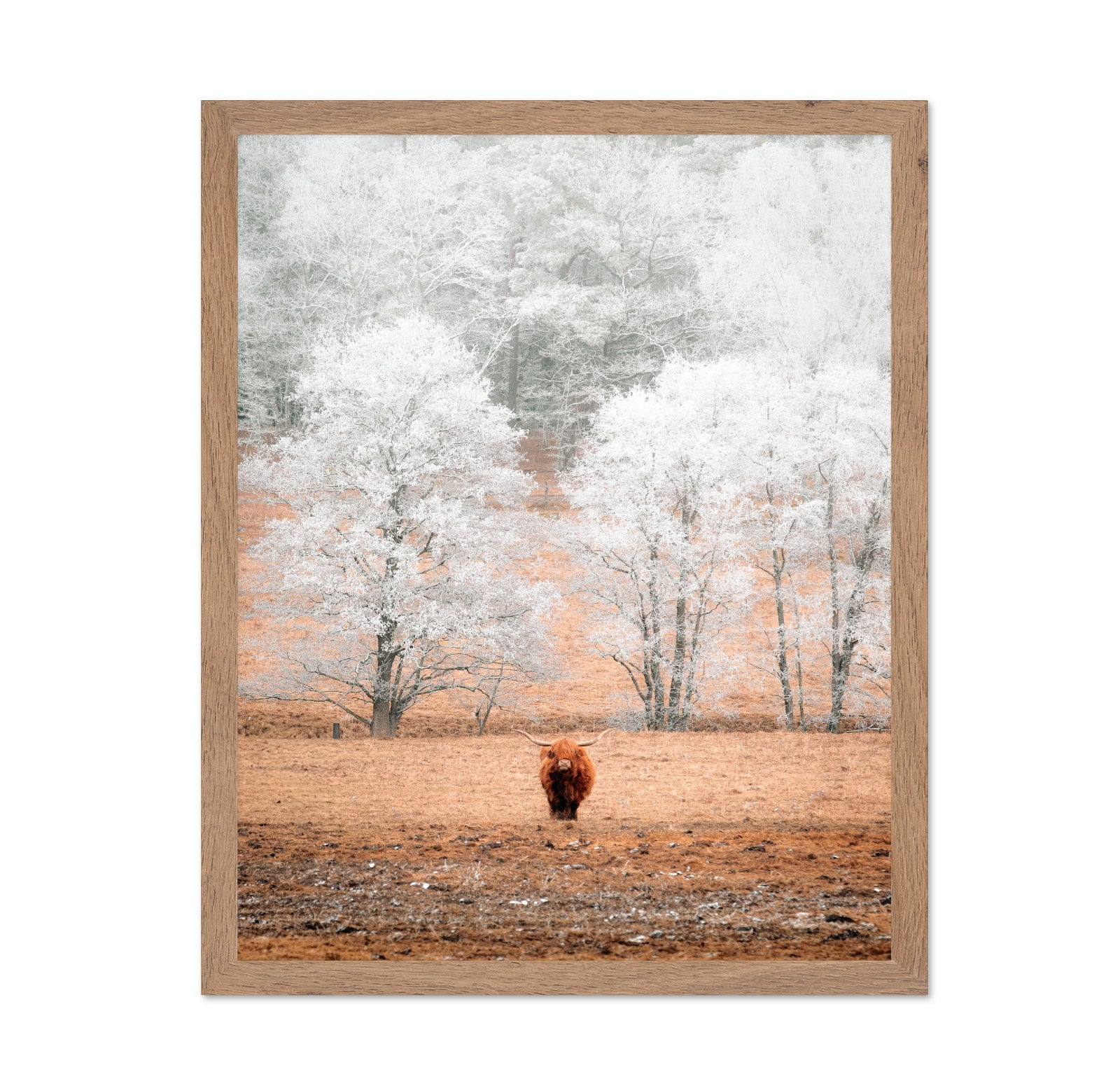 Highland Cow Winter