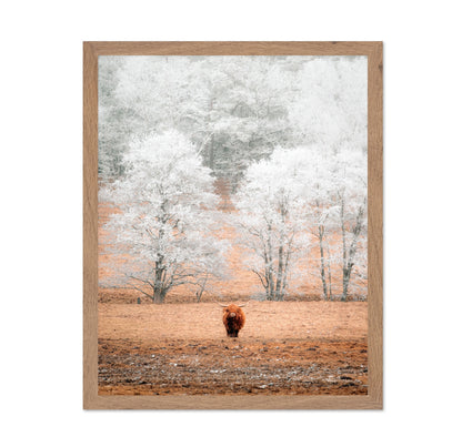Highland Cow Winter