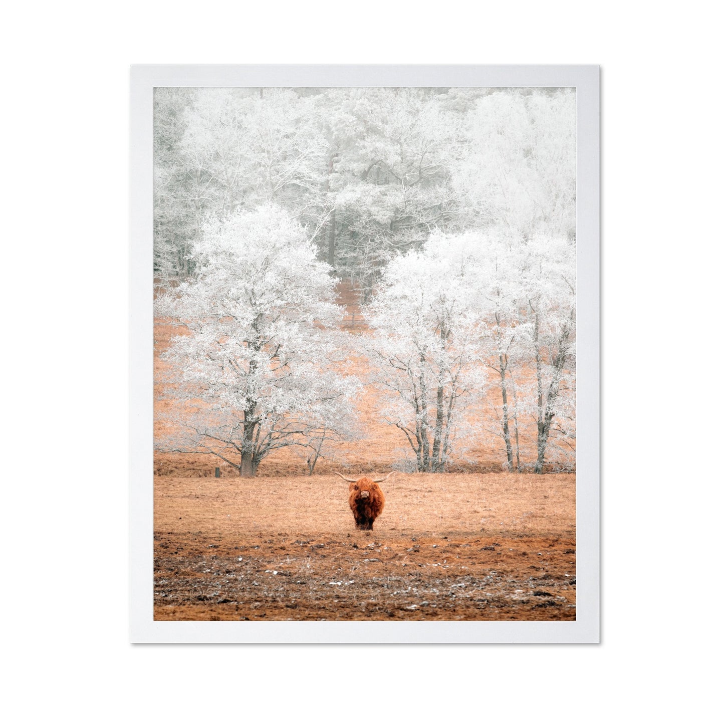 Highland Cow Winter